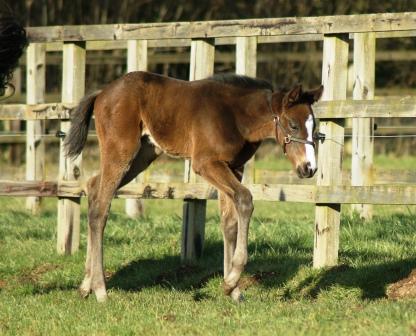 2015 Colt by Invincible Spirit